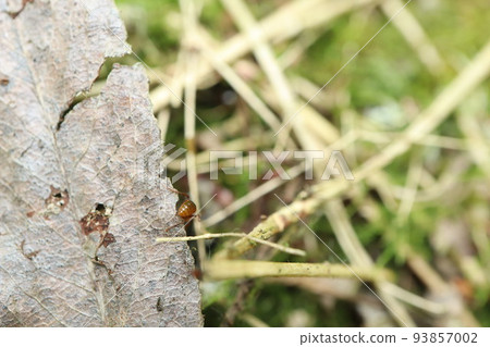 Ant in the summer forest 93857002
