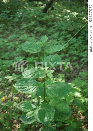 Cornus sanguinea in the morning forest  93857072