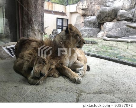 Lion snuggle up Lion snuggle up 93857078
