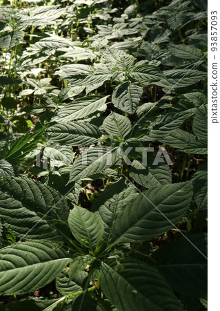 Impatiens parviflora in the morning forest  93857093