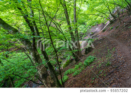 trees on the trail 93857202