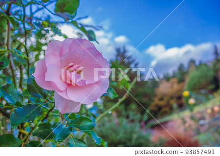 Pink roses blooming in the park after the rain Close-up 93857491
