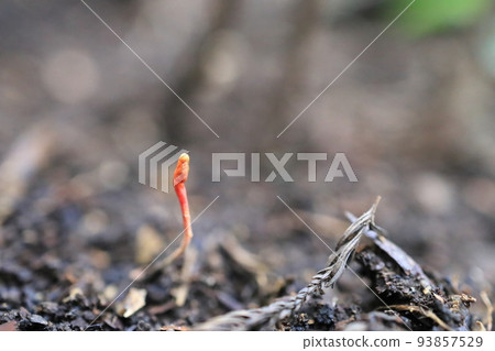 Cordyceps sinensis 93857529