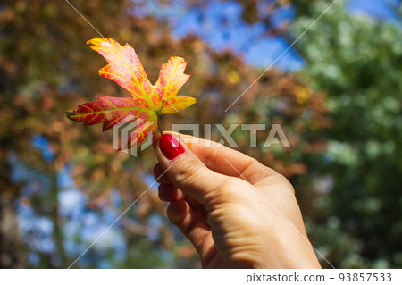 Golden leaf in woman hand. Autumn nature concept. October concept. Hand holding colorful maple leaf. Bright autumn foliage. Seasonal nature in details. Colors of autumn. 93857533