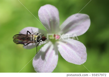 bibionidae in macro on the flower  93857972