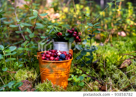 freshly picked lingonberries in decorative bucket in forest among branches of lingonberry and moss. freshly picked lingonberries in decorative bucket in forest among branches of lingonberry and moss. 93858782