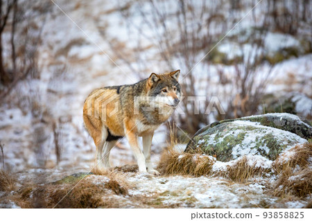Beautiful wolf approaching in the forest in early winter 93858825
