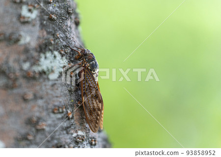 Semi that sticks to trees 93858952