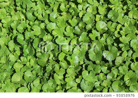Gotu Kola Centella asiatica 93858976