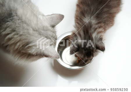 Fluffy cats eating 93859230