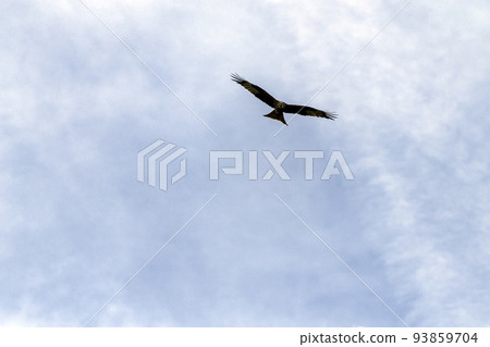 Flying red kite (Milvus milvus) on British sky 93859704