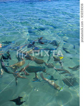 Colorful fish on a coral reef in the red sea through the water 93859936