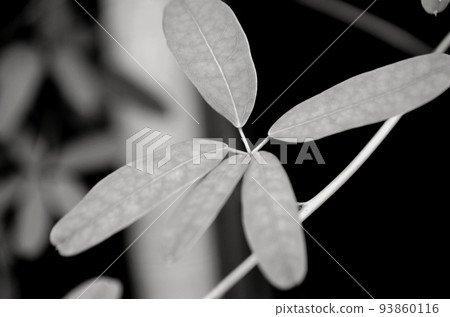 Black and white photos 93860116