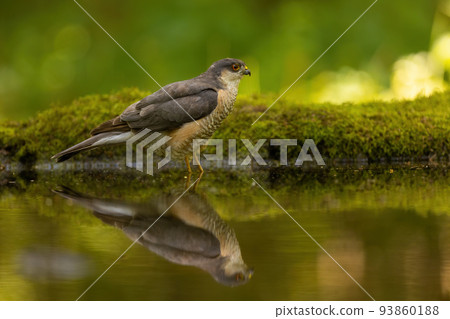 Eurasian sparrowhawk standing in water of a splash with reflection on surface 93860188