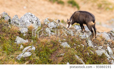 Chamois grazing blueberries and yellow dry grass on top of a ridge in autumn 93860191