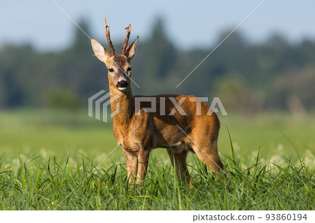 Roe deer buck with broken antler on a floodplain meadow with flowers Roe deer buck with broken antler on a floodplain meadow with flowers 93860194