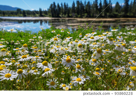 Chamomile Chamomile 93860228