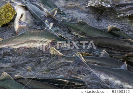 Spawning salmon 93860335