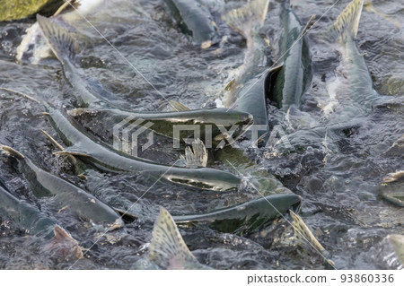 Spawning salmon 93860336