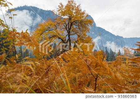 Autumn in Yosemite 93860363