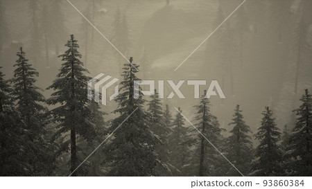 Carpatian mountains fog and mist at the pine forest Carpatian mountains fog and mist at the pine forest 93860384