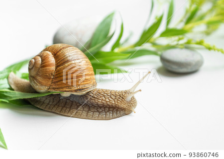 Garden snail crawling slowly among green plant leaves in garden Garden snail crawling slowly among green plant leaves in garden 93860746