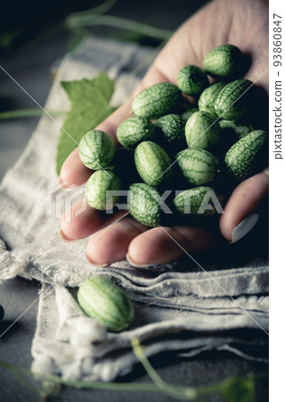 Cucamelon, Melothria scabra Cucamelon, Melothria scabra 93860847