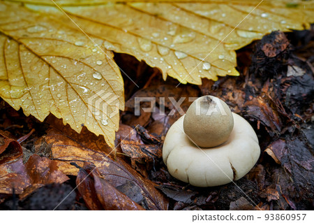 Geastrum fimbriatum Geastrum fimbriatum 93860957
