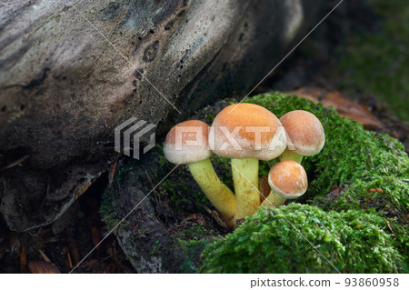 Hypholoma fasciculare Hypholoma fasciculare 93860958