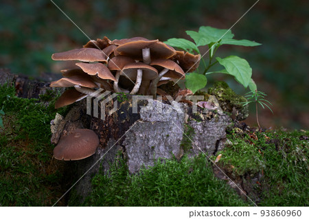 Psathyrella piluliformis Psathyrella piluliformis 93860960