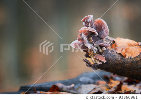 Auricularia auricula-judae 93860961