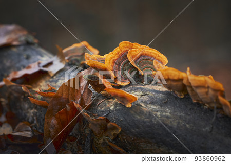 Stereum subtomentosum 93860962