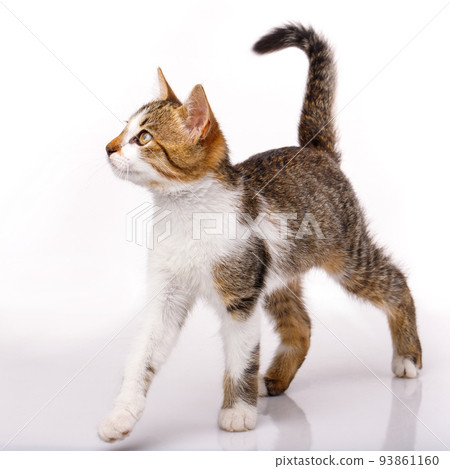 One short-haired baby cat isolated on white background. One short-haired baby cat isolated on white background. 93861160