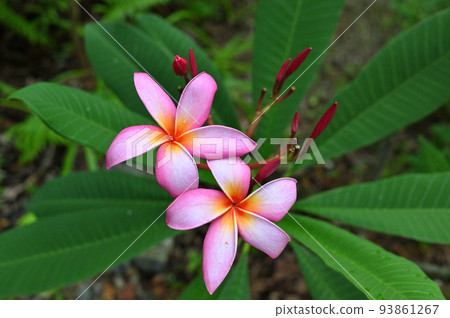 Plumeria flowers blooming in the garden Plumeria flowers blooming in the garden 93861267