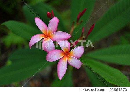 花園裡盛開的雞蛋花 花園裡盛開的雞蛋花 93861270