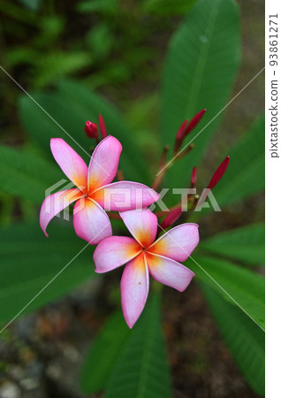 花園裡盛開的雞蛋花 花園裡盛開的雞蛋花 93861271