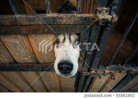 Snout of a sad blue-eyed husky dog that looks through a hole in the door of an aviary. 93861602