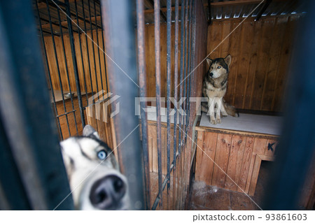 Husky dogs with blue eyes sit in an aviary and wait for the owner. 93861603