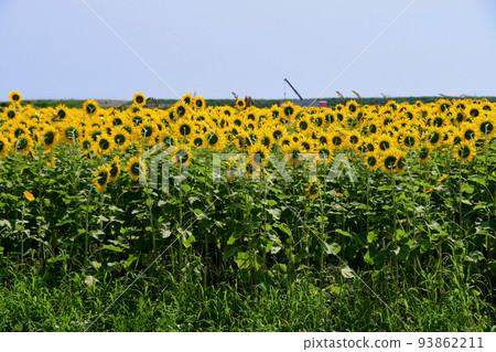 Miyagi Prefecture Yamamoto Town Sunflower Festival 2 million sunflowers Miyagi Prefecture Yamamoto Town Sunflower Festival 2 million sunflowers 93862211