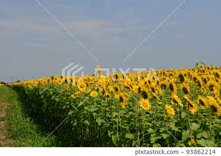 宮城縣山本町向日葵節 200 萬朵向日葵 宮城縣山本町向日葵節 200 萬朵向日葵 93862214