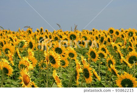 宮城縣山本町向日葵節 200 萬朵向日葵 宮城縣山本町向日葵節 200 萬朵向日葵 93862215