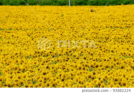 Miyagi Prefecture Yamamoto Town Sunflower Festival 2 million sunflowers Miyagi Prefecture Yamamoto Town Sunflower Festival 2 million sunflowers 93862224