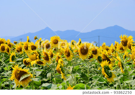 宮城縣山本町向日葵節 200 萬朵向日葵 宮城縣山本町向日葵節 200 萬朵向日葵 93862250