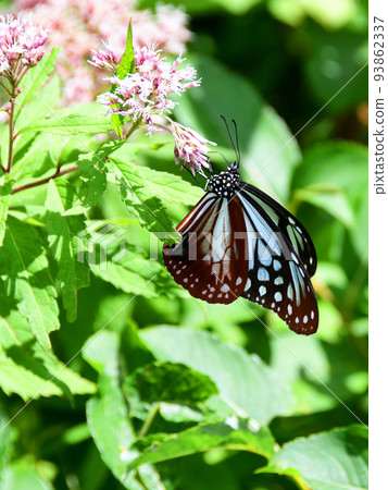 Zao mountain range, Yamagata Zao, Zao central plateau Chestnut tiger butterflies sucking nectar from Yotsuba bulbul Zao mountain range, Yamagata Zao, Zao central plateau Chestnut tiger butterflies sucking nectar from Yotsuba bulbul 93862337