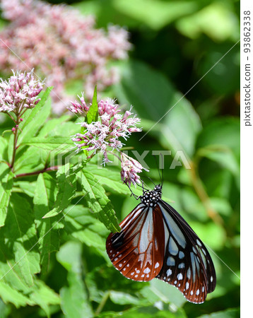 Zao mountain range, Yamagata Zao, Zao central plateau Chestnut tiger butterflies sucking nectar from Yotsuba bulbul 93862338