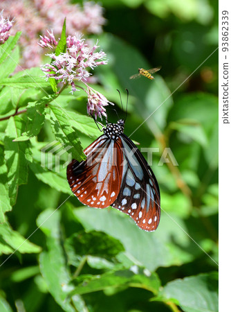 Zao mountain range, Yamagata Zao, Zao central plateau Chestnut tiger butterflies sucking nectar from Yotsuba bulbul 93862339