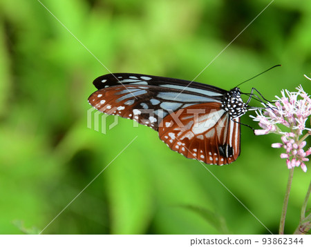 Zao mountain range, Yamagata Zao, Zao central plateau Chestnut tiger butterflies sucking nectar from Yotsuba bulbul Zao mountain range, Yamagata Zao, Zao central plateau Chestnut tiger butterflies sucking nectar from Yotsuba bulbul 93862344