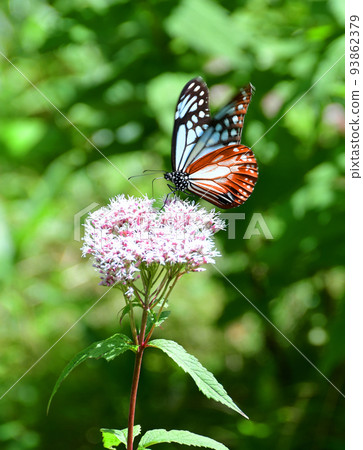 Zao mountain range, Yamagata Zao, Zao central plateau Chestnut tiger butterflies sucking nectar from Yotsuba bulbul Zao mountain range, Yamagata Zao, Zao central plateau Chestnut tiger butterflies sucking nectar from Yotsuba bulbul 93862379
