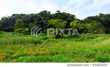 Marshland Summer Marshland Summer 93862934