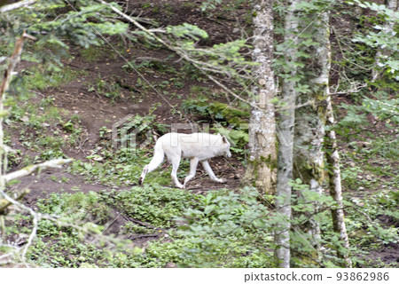 The Arctic wolf Canis lupus arctos, also known as the white wolf or polar wolf. 93862986